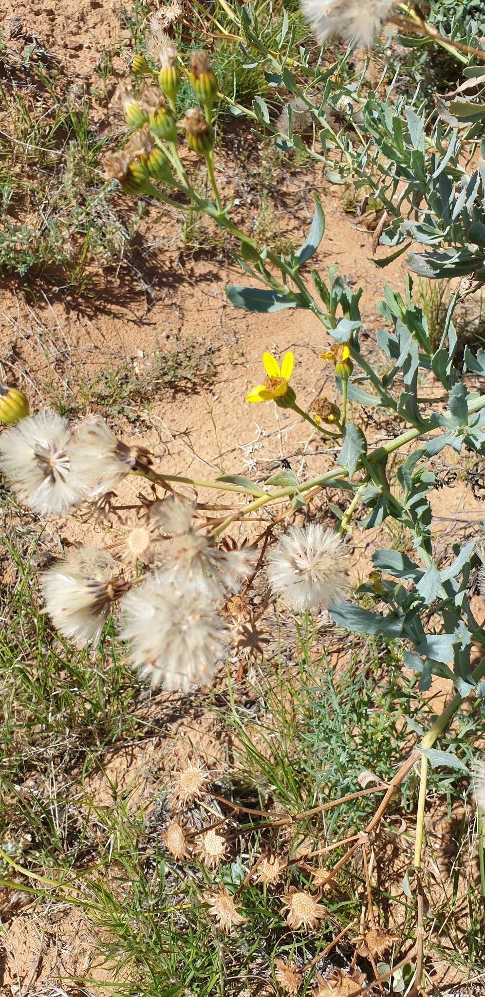 Senecio magnificus F. Müll. resmi