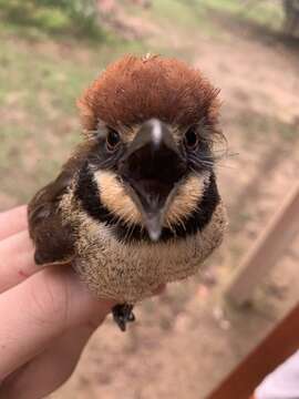 Image of Chestnut-capped Puffbird