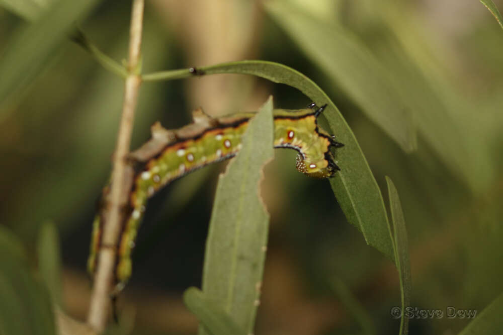 Image of Cephonodes kingii (Macleay W. S. (1826))