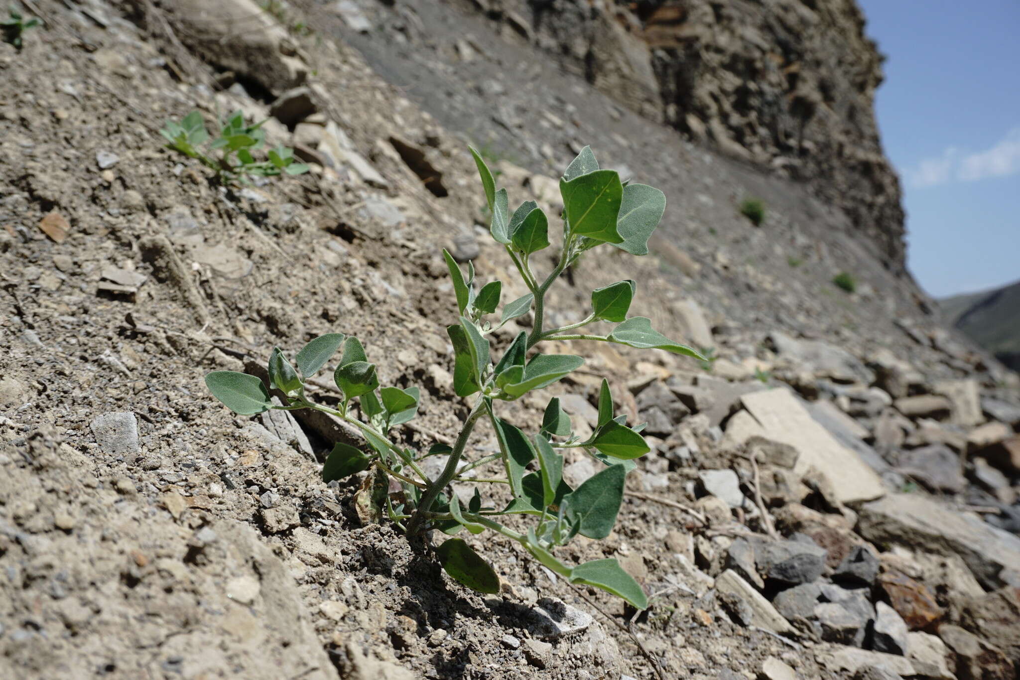 Image of Chenopodium sosnowskyi Kapeller