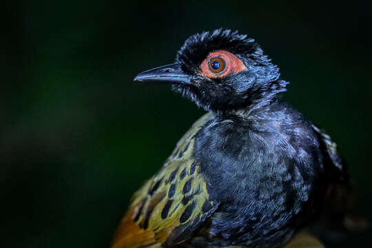 Image of Black-spotted Bare-eye