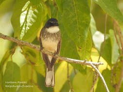 Imagem de Rhipidura rufiventris isura Gould 1841