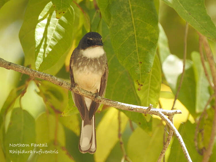 Imagem de Rhipidura rufiventris isura Gould 1841