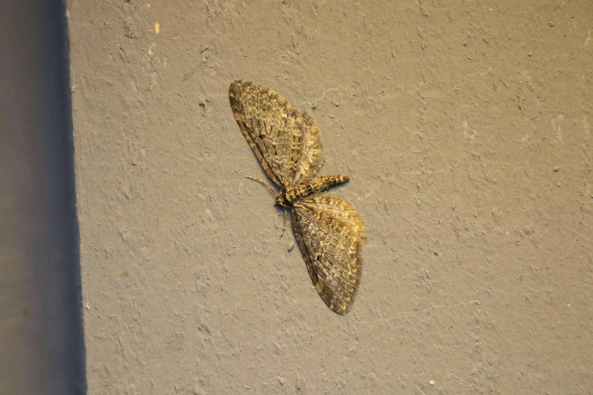 Image of Eupithecia olivacea Taylor 1906