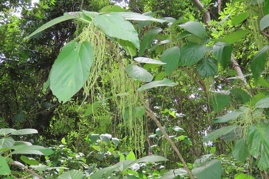 Image of Myriocarpa longipes Liebm.