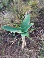 Image of Grassland crinum