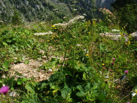 صورة Heracleum sphondylium subsp. elegans (Jacq.) Schübl. & G. Martens