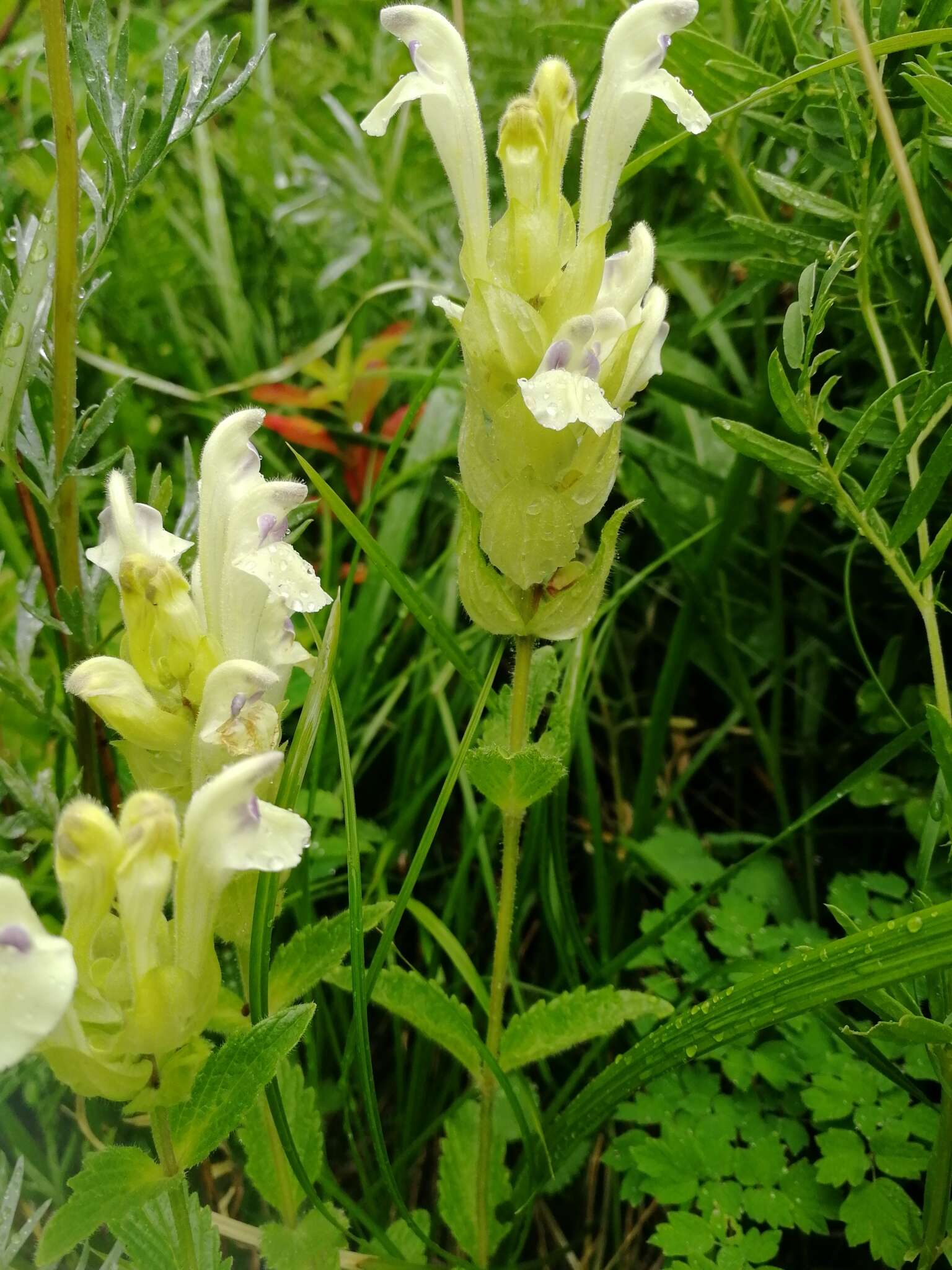 Scutellaria supina L.的圖片