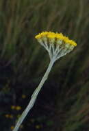 Image of Helichrysum anomalum Less.