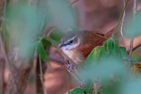 Image of Ochre-cheeked Spinetail