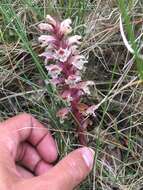 Image of Orobanche amethystea Thuill.
