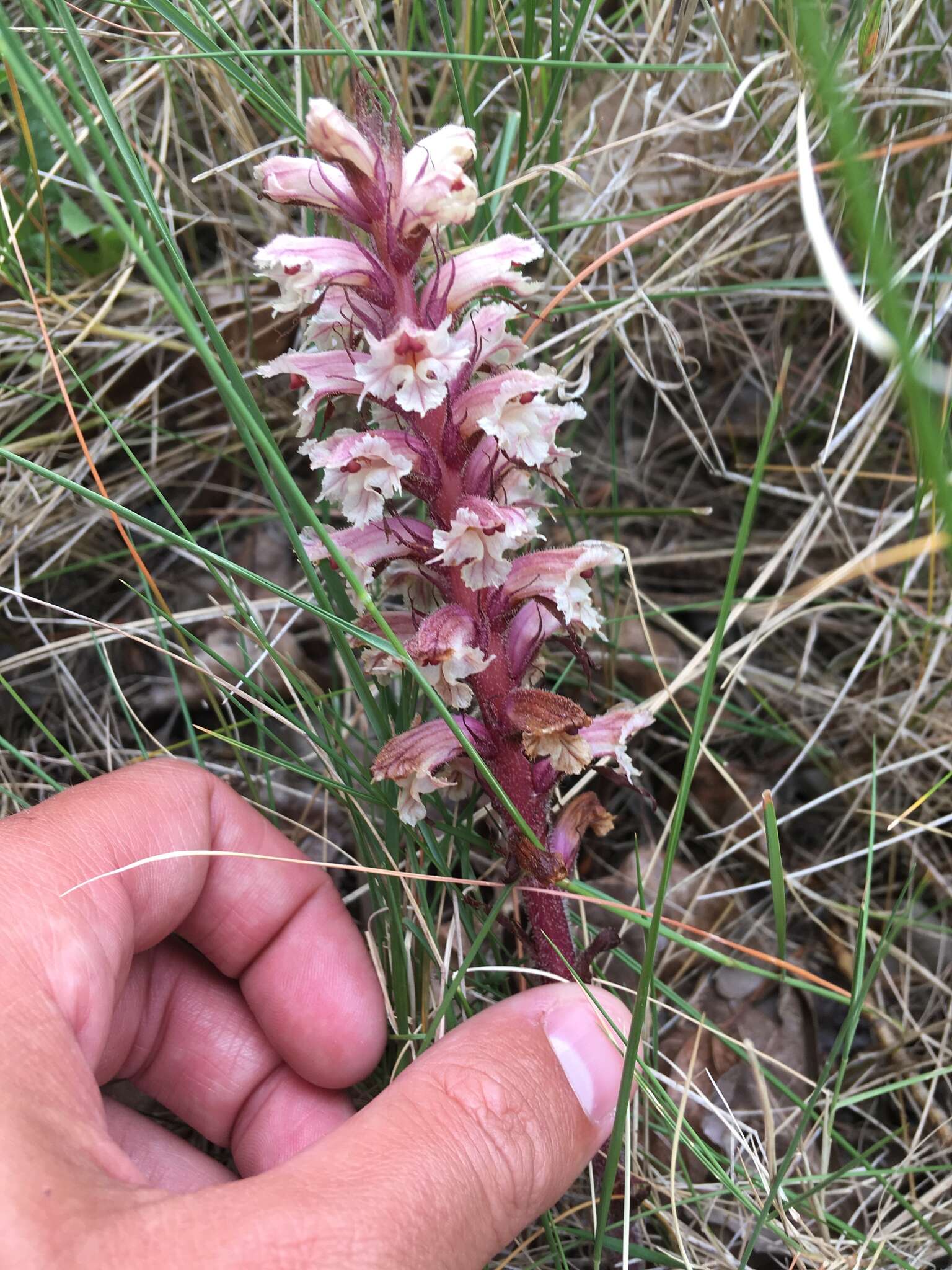 Image of Orobanche amethystea Thuill.