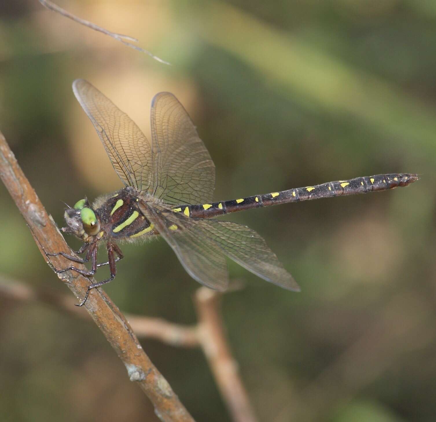 Image of Neallogaster ornata Asahina 1982