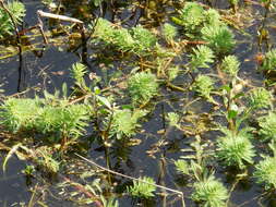 Image of parrot feather watermilfoil