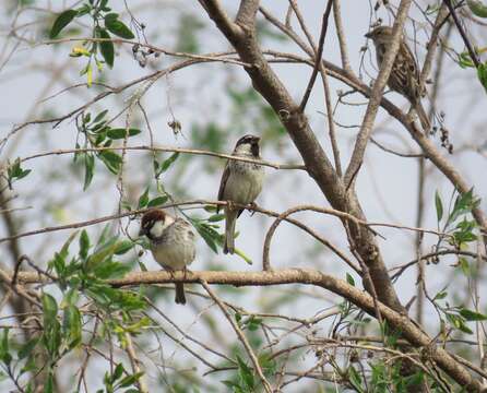 Passer hispaniolensis hispaniolensis (Temminck 1820) resmi