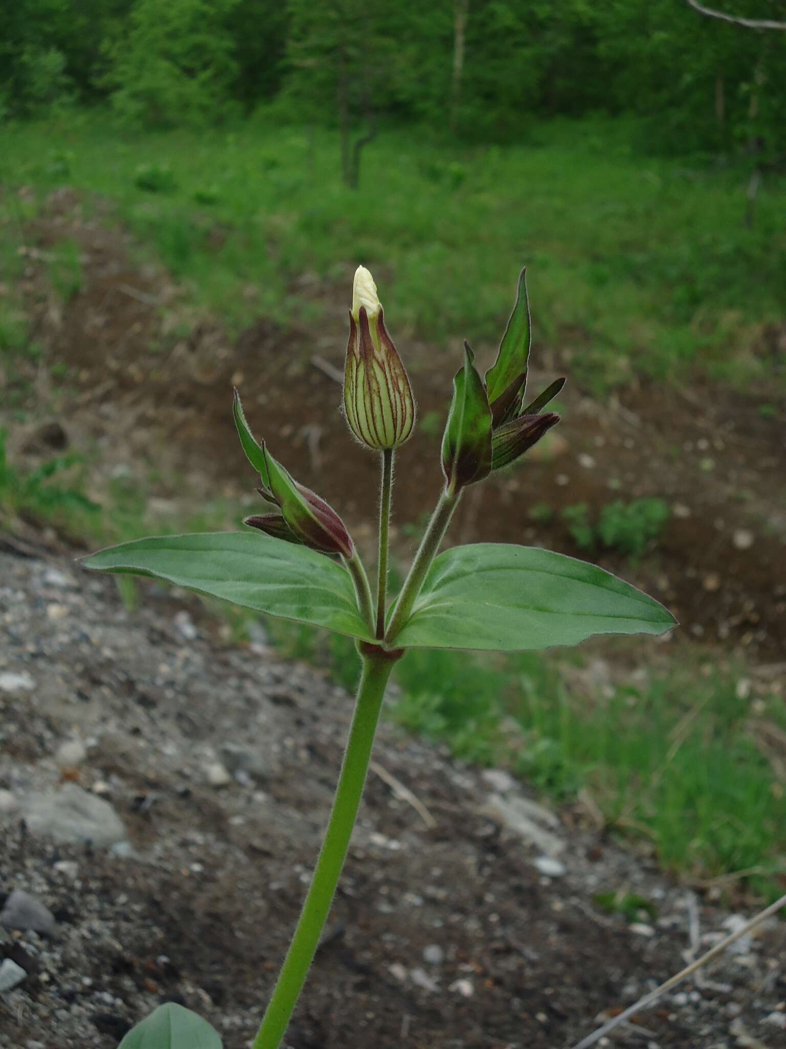 Imagem de Silene latifolia subsp. alba (Miller) Greuter & Burdet