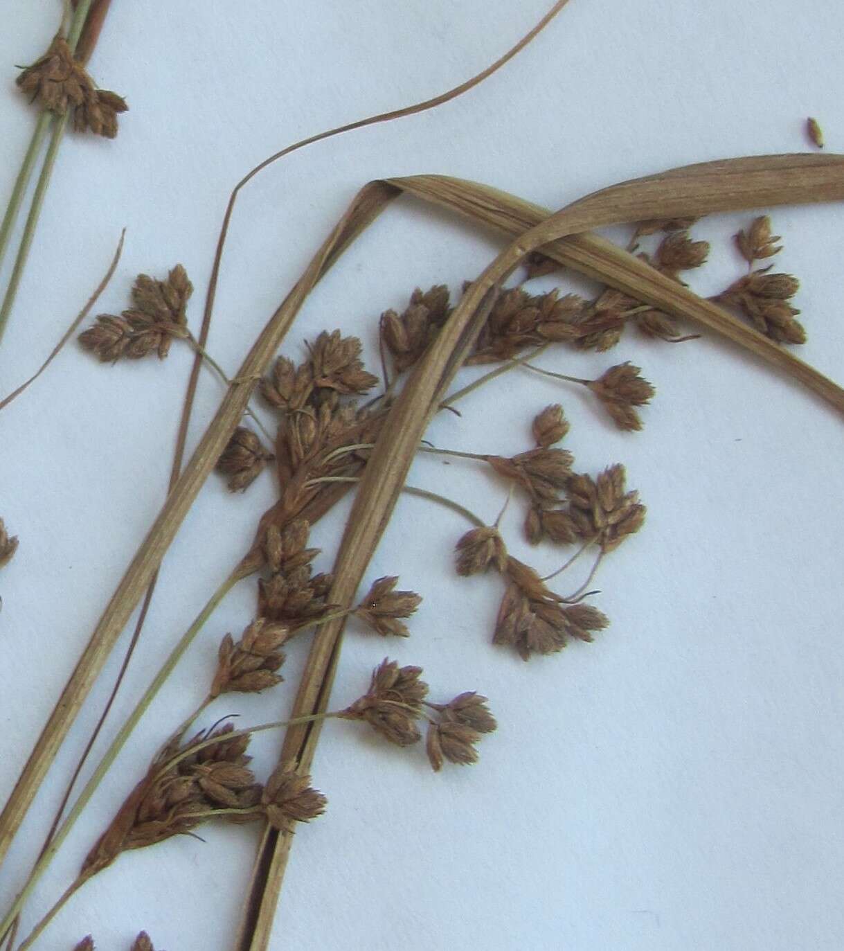 Imagem de Scirpus cyperinus (L.) Kunth