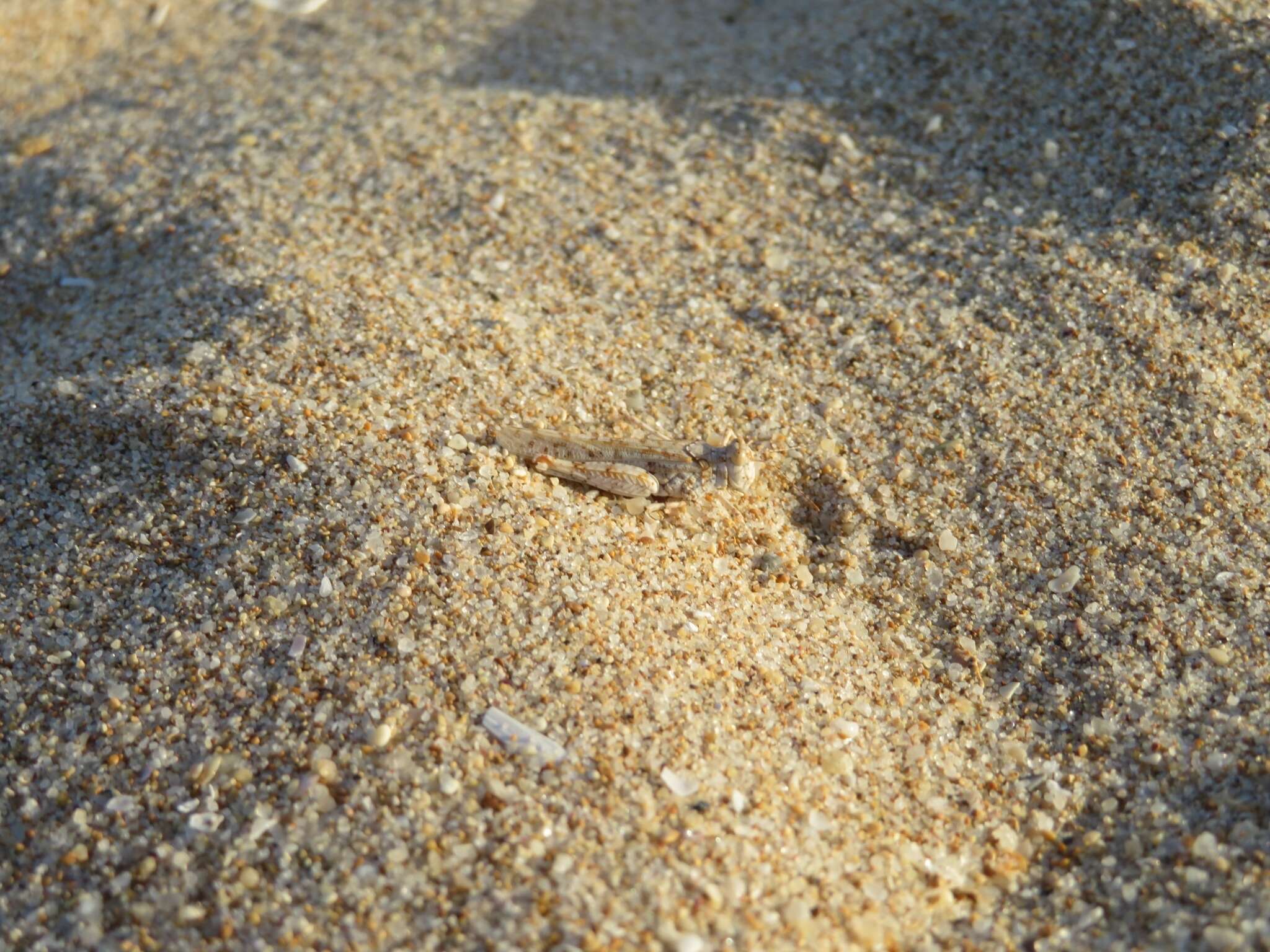 Image of Algarve Sand Grasshopper