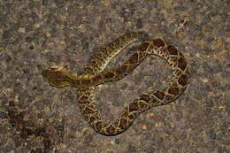 Image of Basilisk Rattlesnake