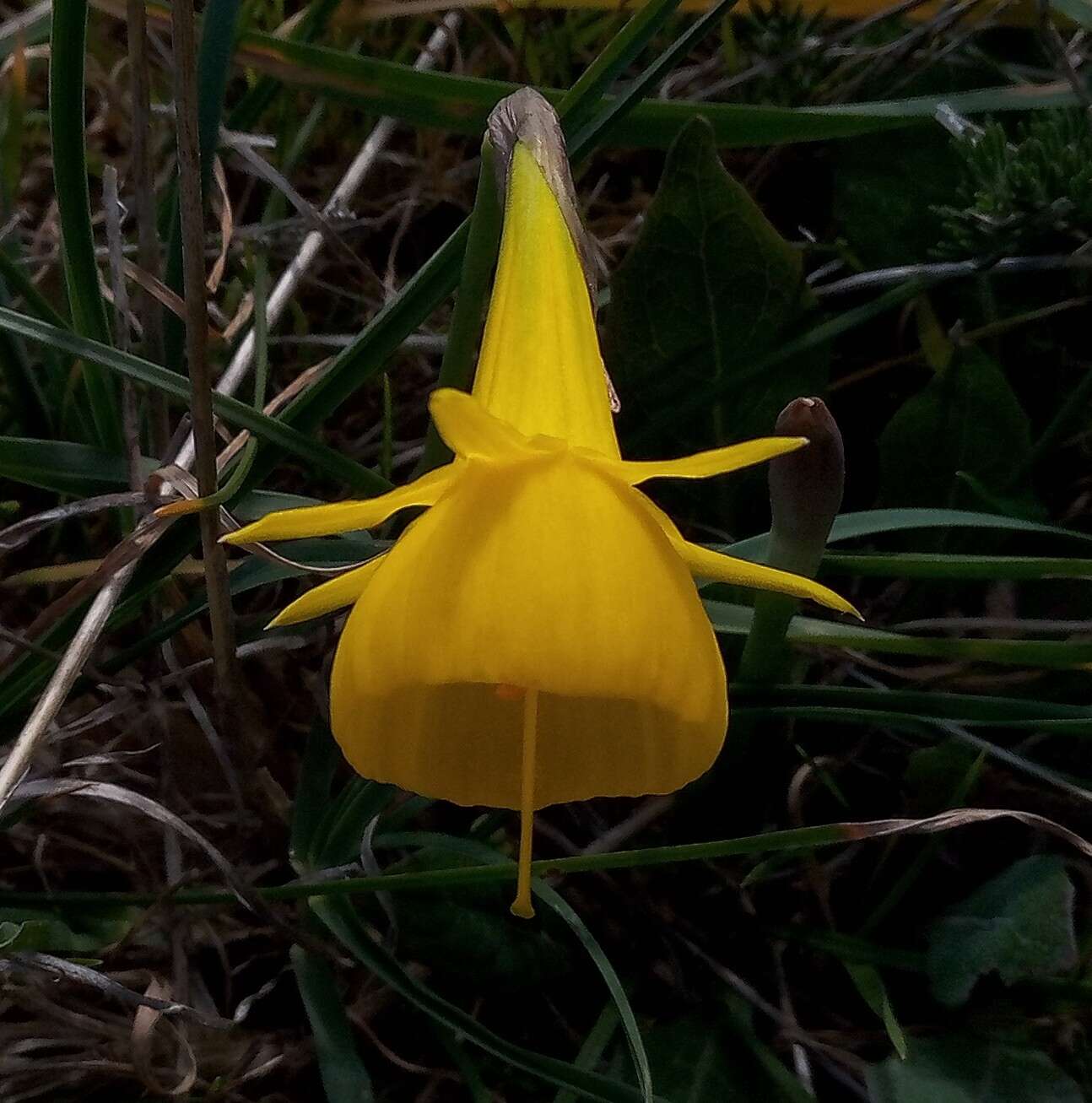 Image of petticoat daffodil