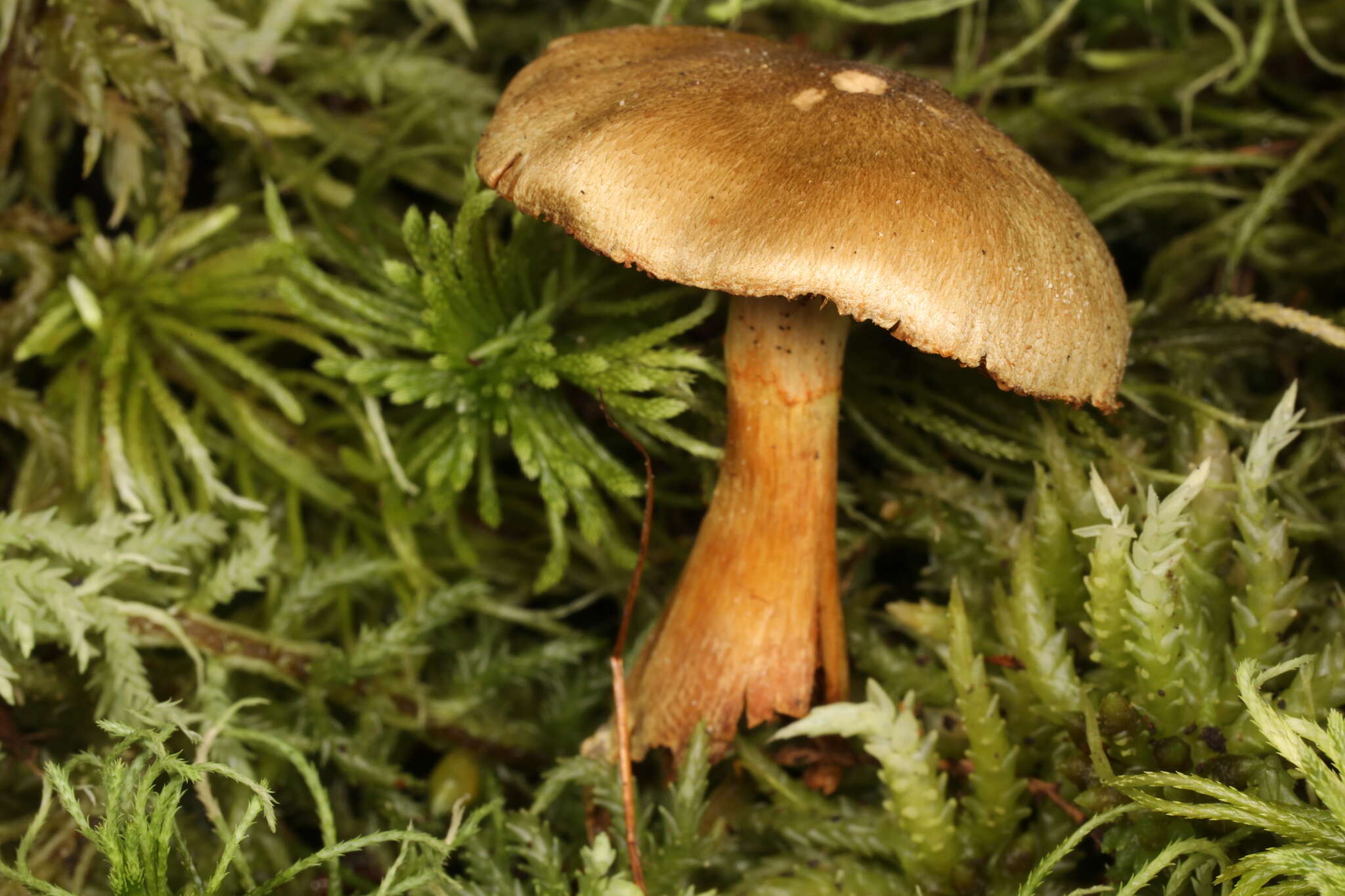 Слика од Cortinarius venetus (Fr.) Fr. 1838