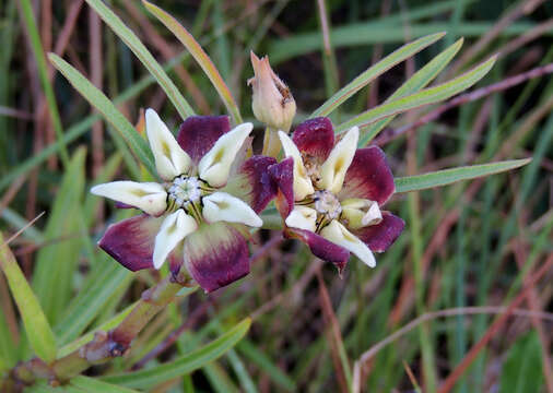 Image of Pachycarpus concolor subsp. arenicola Goyder