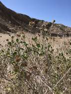 Image of Encelia frutescens var. frutescens