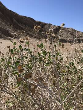 Sivun Encelia frutescens var. frutescens kuva