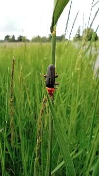 Image of <i>Cantharis annularis</i>