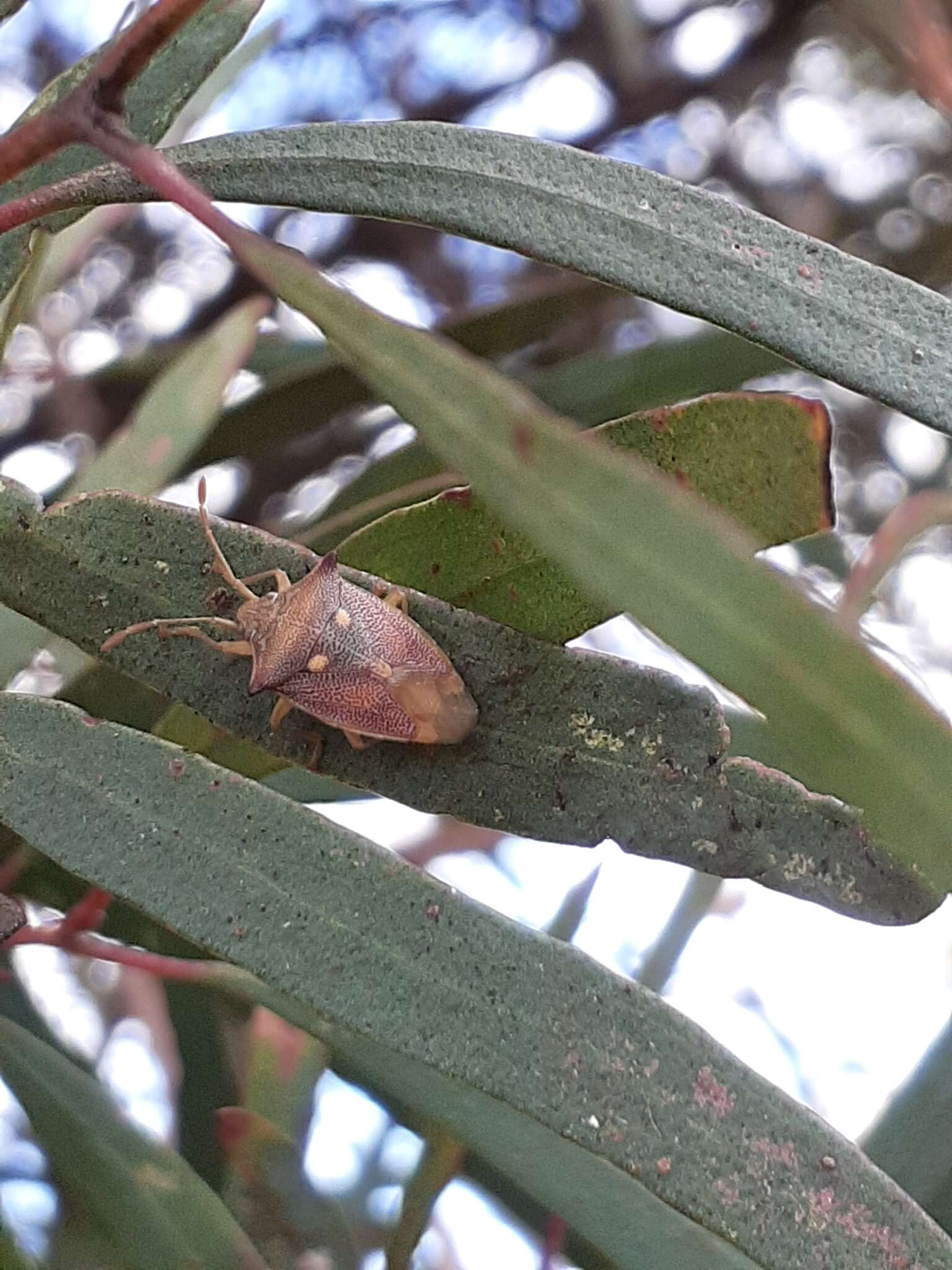 Image of <i>Hiarchas angularis</i>