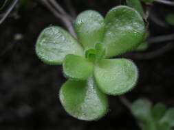 Image of Aeonium saundersii C. Bolle