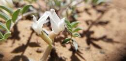 Imagem de Astragalus argophyllus var. panguicensis (M. E. Jones) M. E. Jones