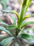 Image of Puccinia monoica (Peck) Arthur 1912