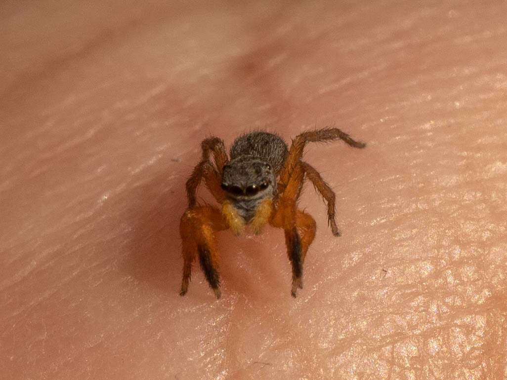 Image of Euophrys kataokai Ikeda 1996