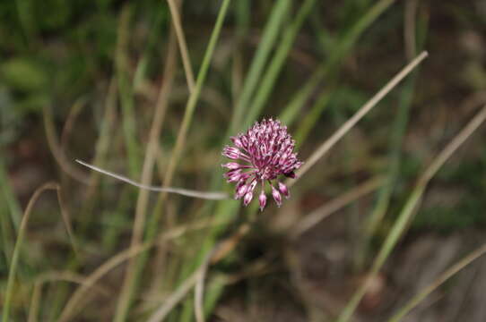 Image of Allium fuscoviolaceum Fomin