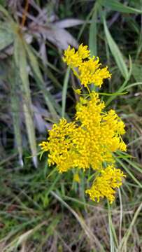 Image of narrowleaf yellowtops