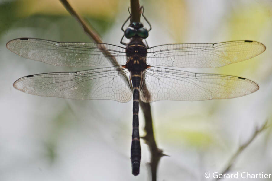 Image of <i>Epophthalmia vittigera bellicosa</i> Lieftinck 1948