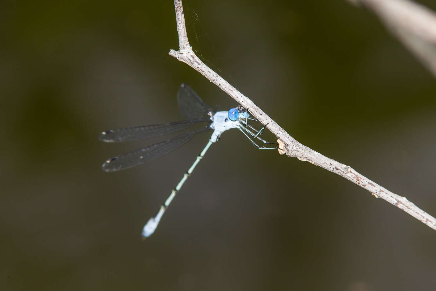 Sivun Lestes sigma Calvert 1901 kuva