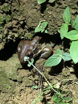 Image of Leptodactylus rhodonotus (Günther 1869)