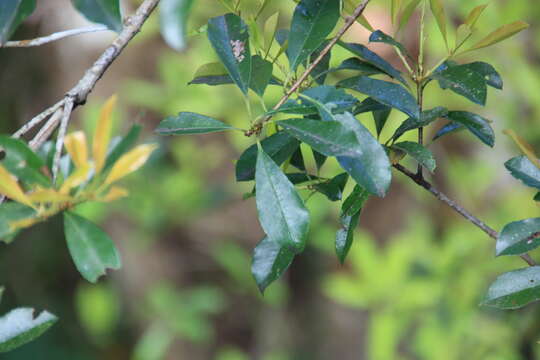 صورة Photinia serratifolia var. ardisiifolia (Hayata) H. Ohashi