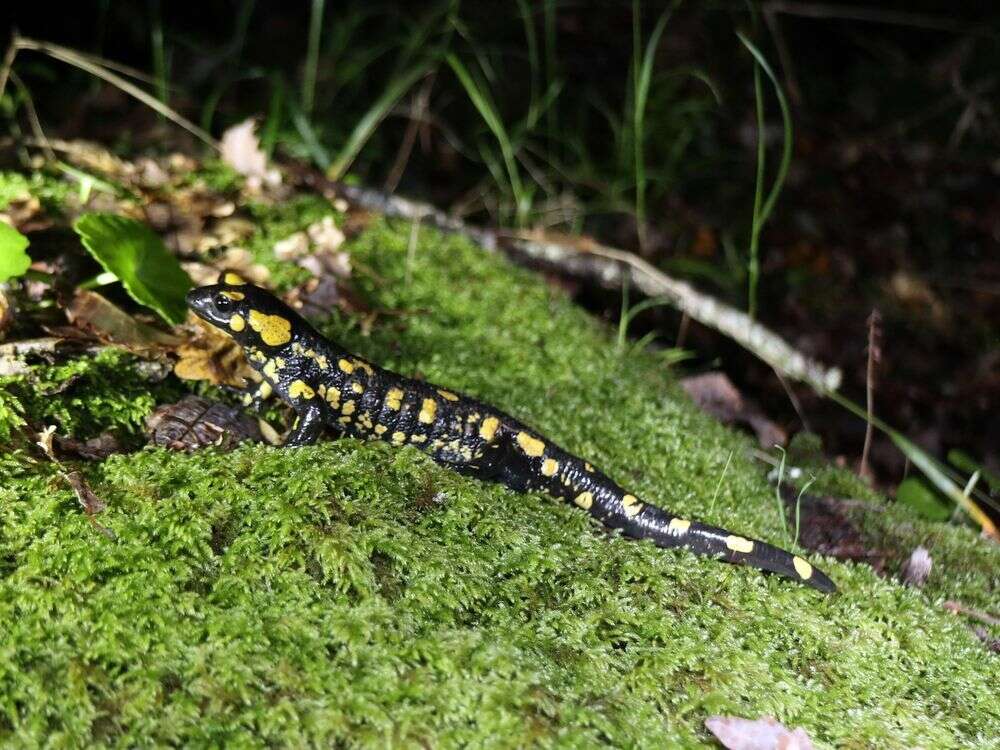 Salamandra longirostris Joger & Steinfartz 1994的圖片