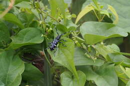 Image of Citrus long-horned beetle