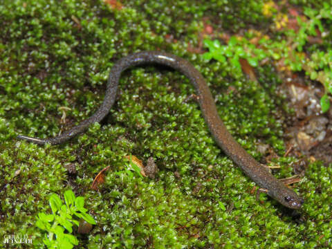 Image of Cienega Colorado Worm Salamander