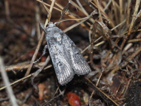 Image of Cryptophasa atecmarta Turner 1917