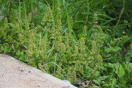 Image of slender wild basil
