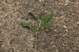 Plancia ëd Chenopodium strictum Roth