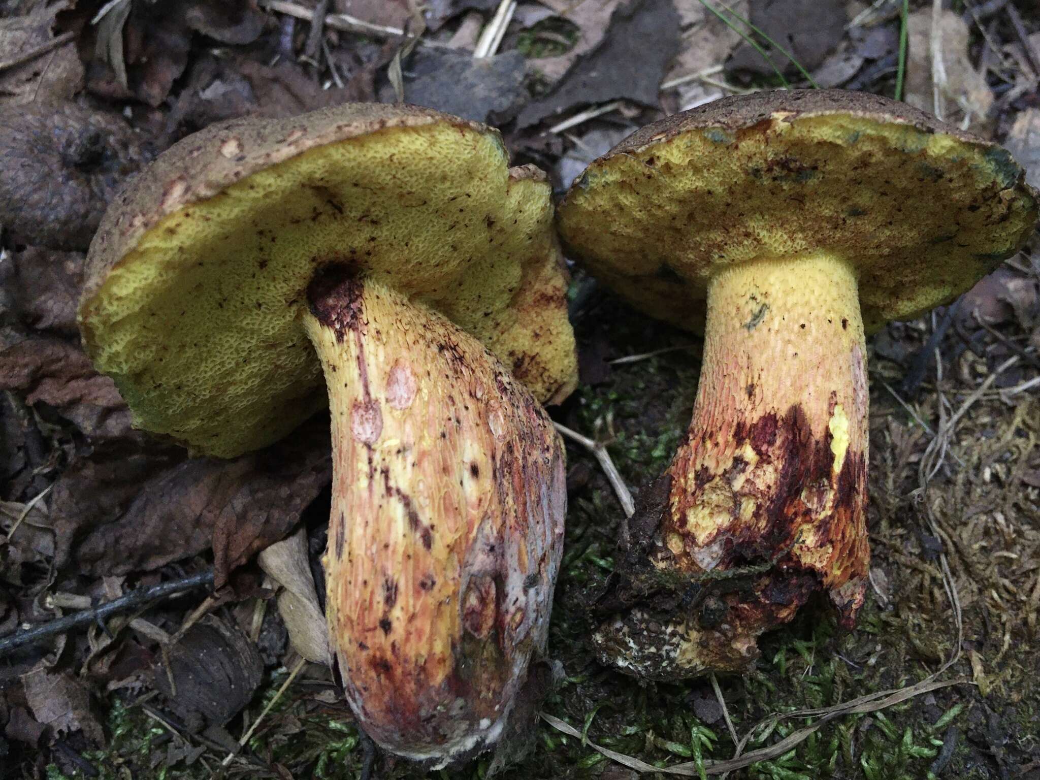 Image of Boletus billieae Both, Bessette & W. J. Neill 2001