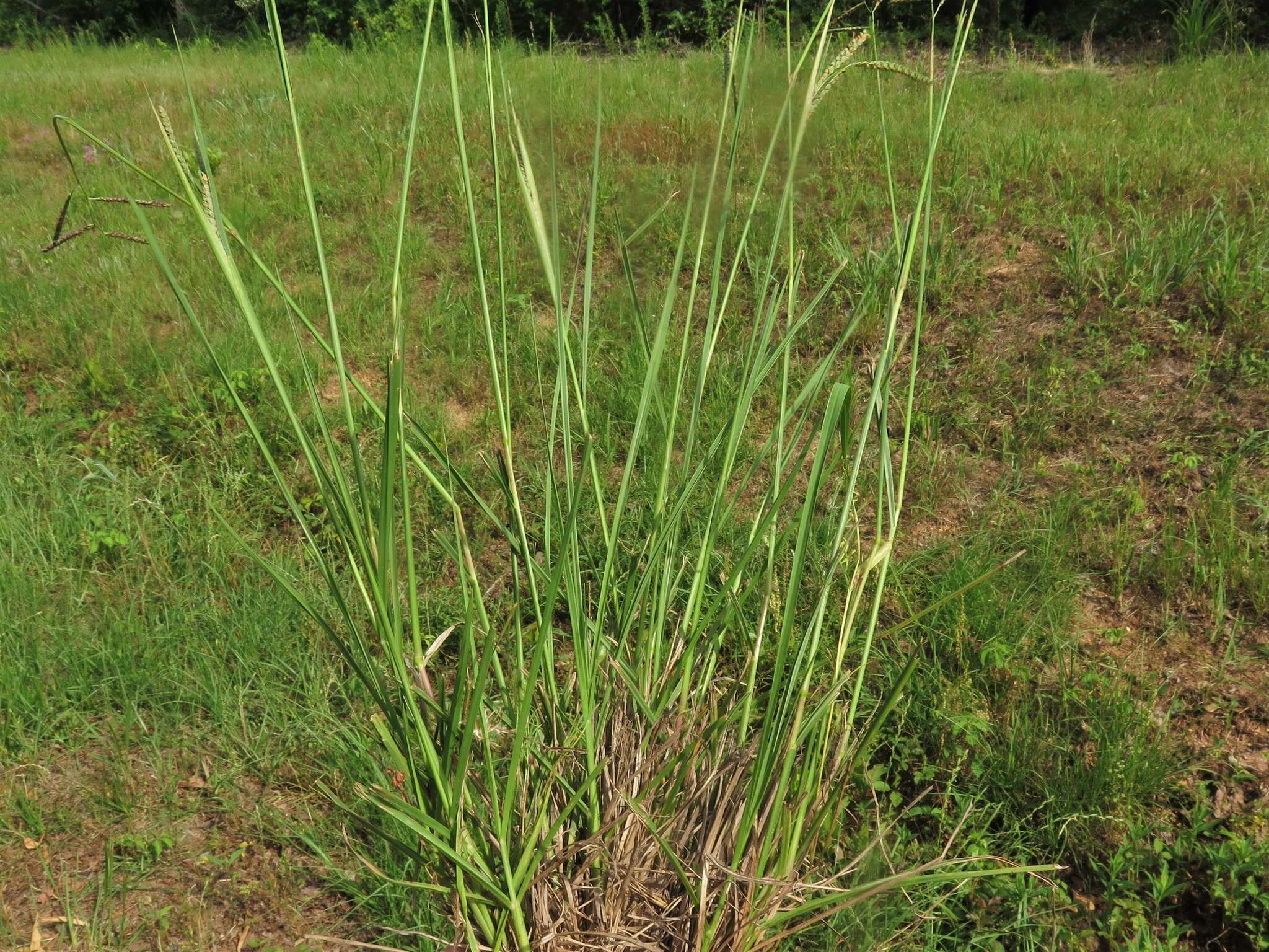 Imagem de Paspalum plicatulum Michx.