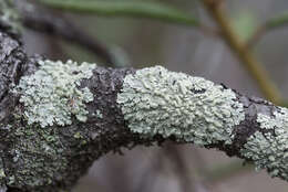 Image of bran lichen