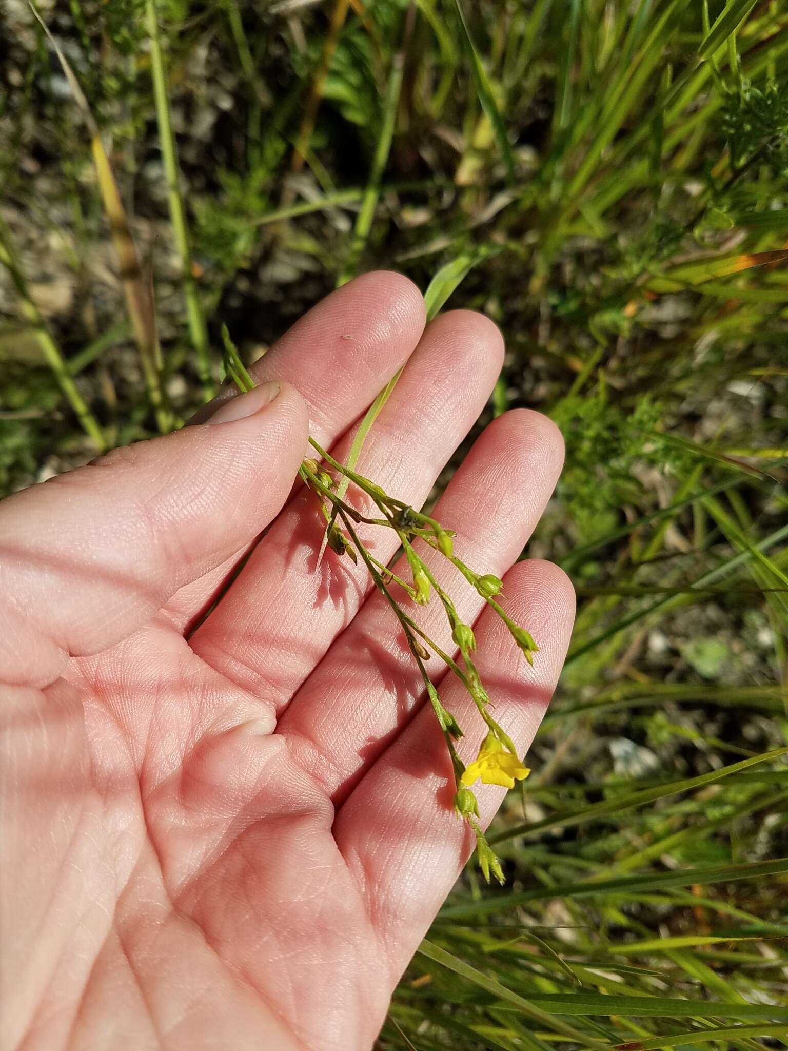 Слика од Linum sulcatum Riddell